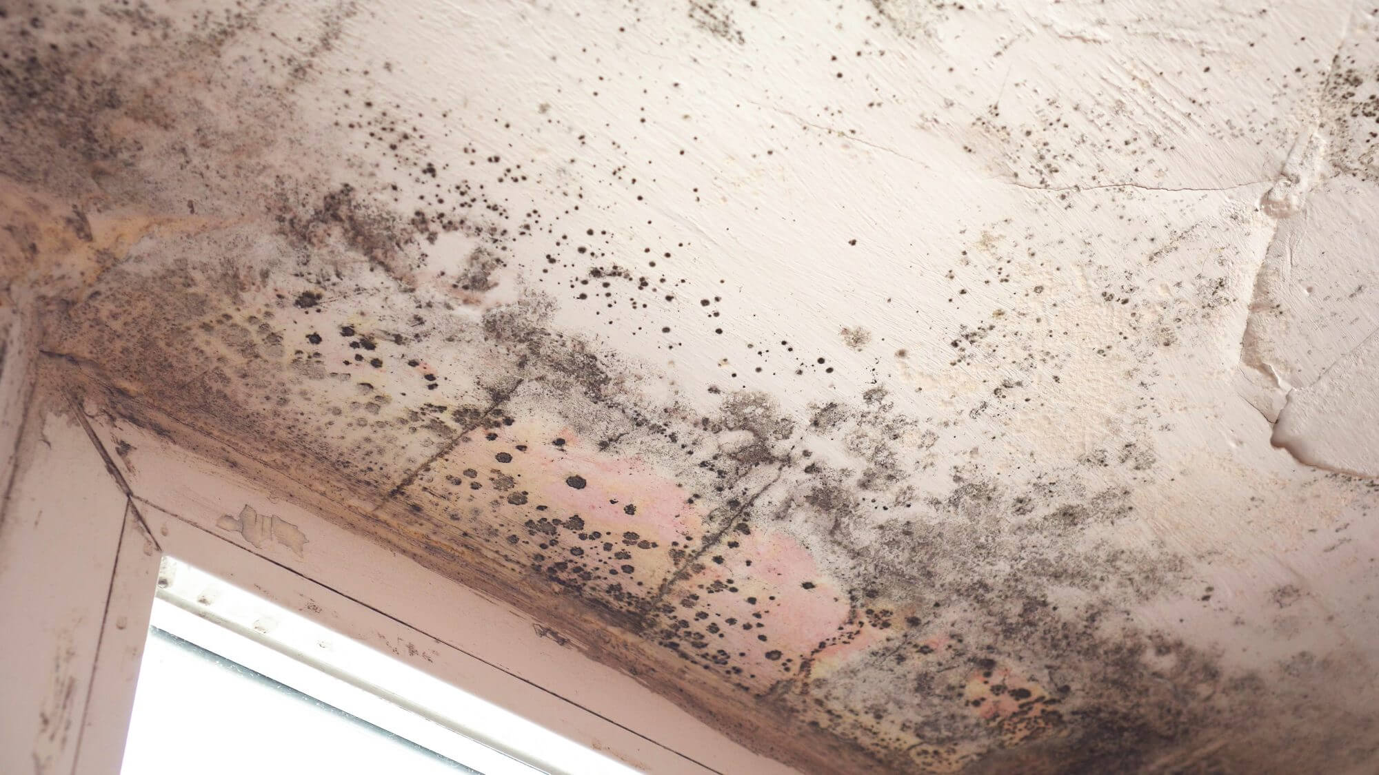 Mold growth wherever there is dampness and moisture, like basements, attics, kitchens, bathrooms or areas that have experienced flooding