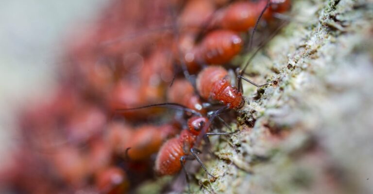 10 Best Sealing Products for Preventing Pests in Tiny Homes That Save Space