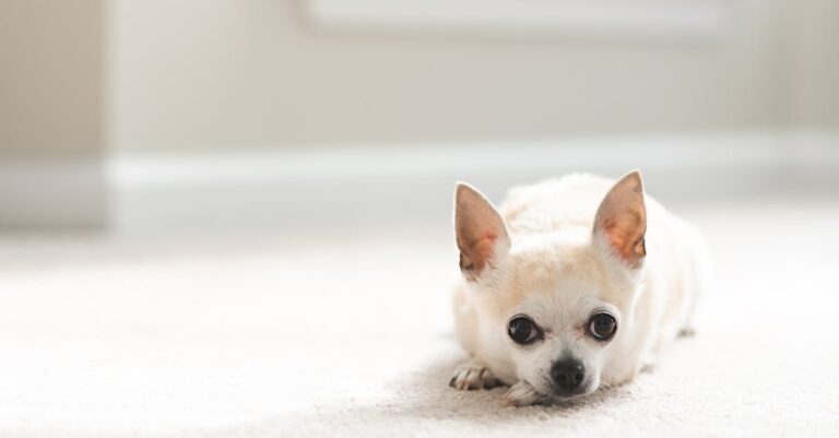 10 Best Collapsible Pet Stairs for Easy Access in Tiny Homes: Maximize Space