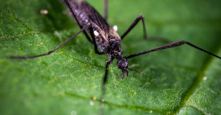 10 Best Ultrasonic Pest Repellents for Tiny Homes That Maximize Comfort